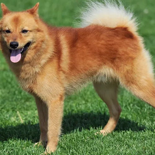 Собак Картинки лиса, стоящая на траве