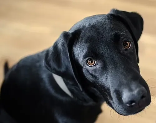 Собак Картинки черная собака смотрит в камеру