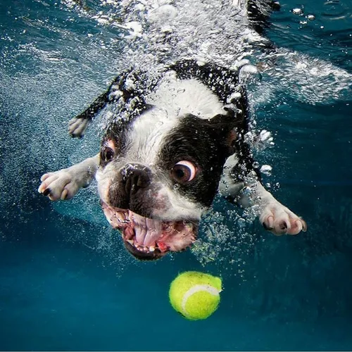 Собак Картинки собака играет с мячом