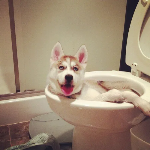 Собак Картинки собака в туалете