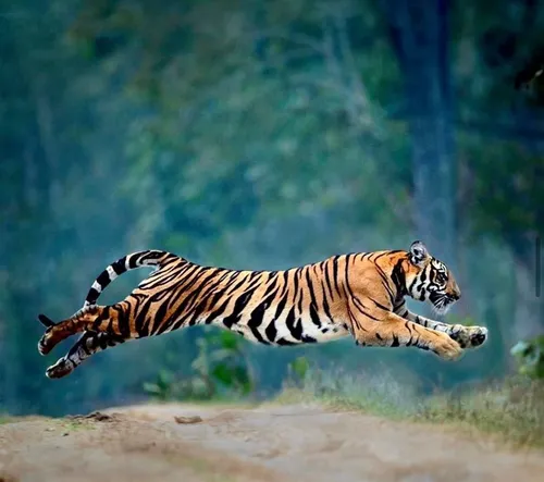 Тигра Картинки тигр бежит по грунтовой дорожке