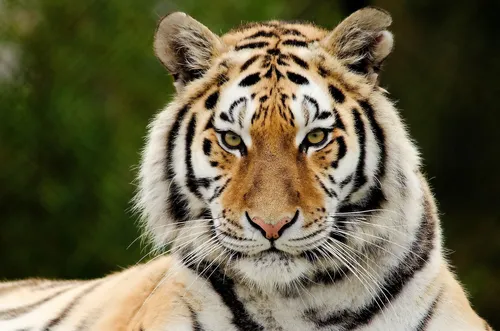 Тигра Картинки белый тигр с черными полосками