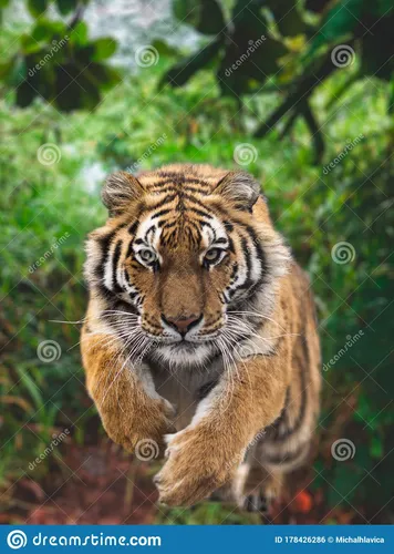 Тигра Картинки тигр бежит по дереву