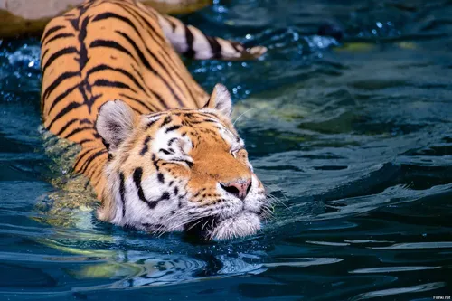 тигр плавает в воде