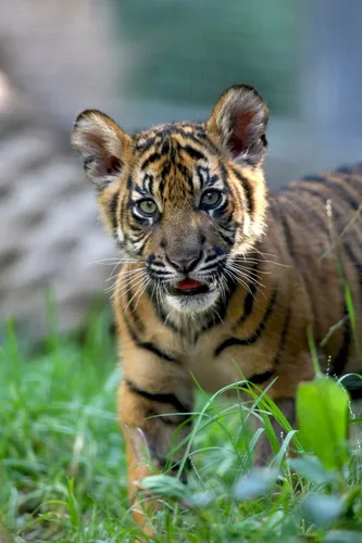 Тигра Картинки тигренок в траве