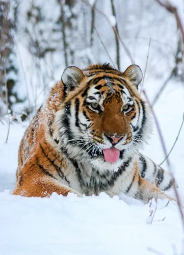 Тигра Картинки тигр на снегу