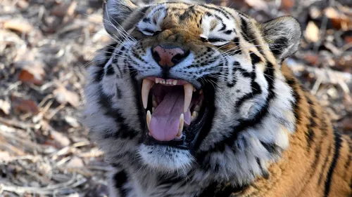 Тигра Картинки тигр с открытым ртом