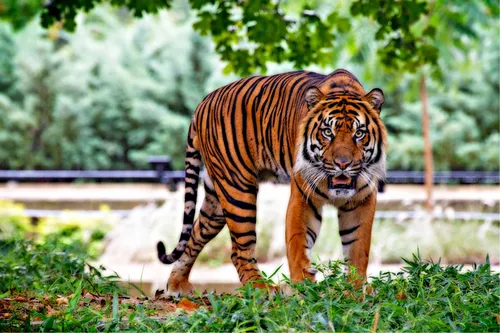 Тигра Картинки тигр гуляет по траве