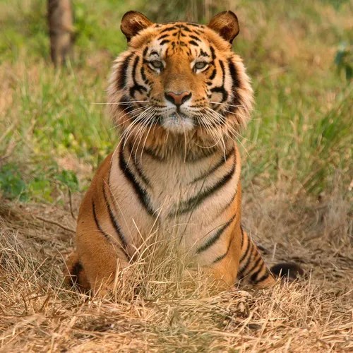 Тигра Картинки тигр сидит в траве
