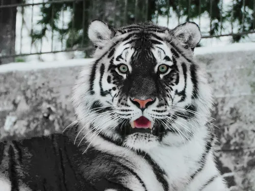 Тигра Картинки белый тигр с открытым ртом