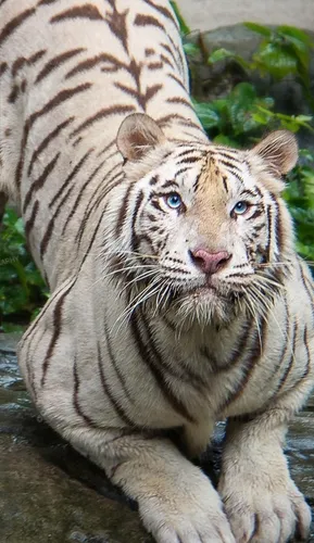 Тигра Картинки тигр, лежащий на скале