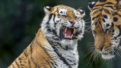 Тигра Картинки пара тигров