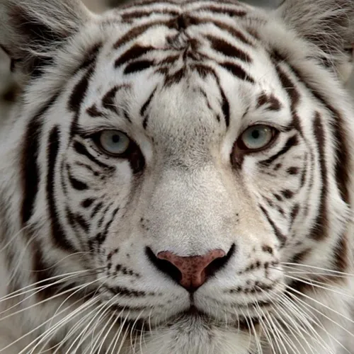 Тигра Картинки белый тигр с зелеными глазами