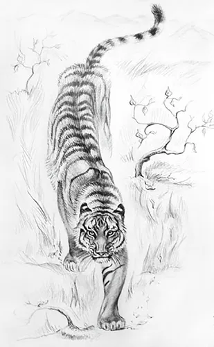 Тигра Картинки рисунок тигра