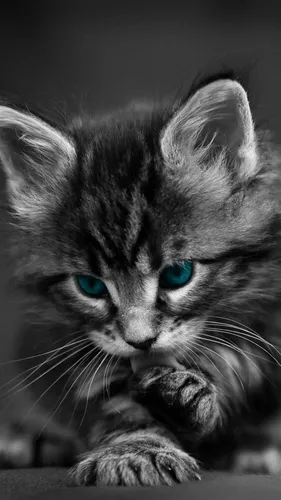 Красивые На Телефон Картинки котенок с голубыми глазами