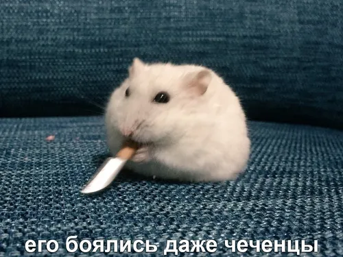 Мемные Картинки маленькая белая мышь с сигаретой во рту