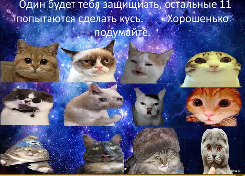 Мемные Картинки группа кошек