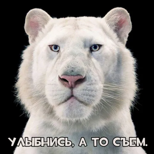Поднятия Настроения Хорошего Дня Прикольные Картинки белый лев с голубыми глазами