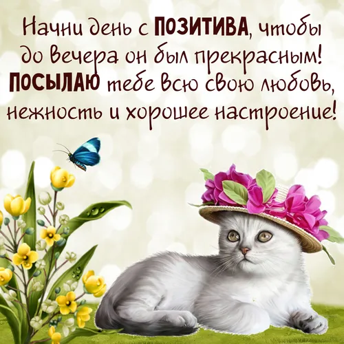 Поднятия Настроения Хорошего Дня Прикольные Картинки кошка с цветами на голове