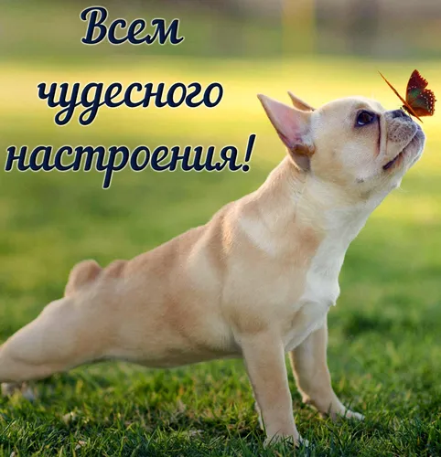 Поднятия Настроения Хорошего Дня Прикольные Картинки собака с бабочкой на голове