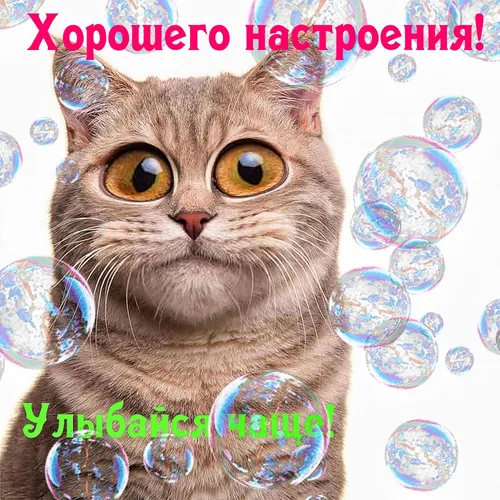 Поднятия Настроения Хорошего Дня Прикольные Картинки кот с пузырьками вокруг него