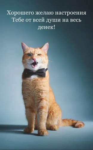 Поднятия Настроения Хорошего Дня Прикольные Картинки кошка в галстуке-бабочке