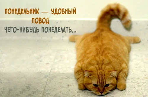 Поднятия Настроения Хорошего Дня Прикольные Картинки кошка гуляет по плиточному полу