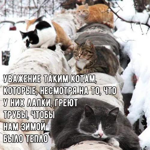 Позитивные Картинки группа кошек в заснеженной местности