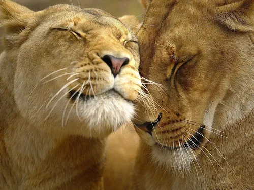 Позитивные Картинки пара львов