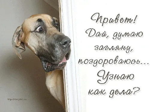 собака смотрит в дверь