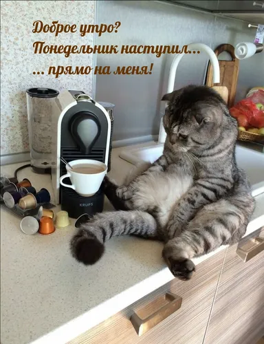 Прикольные С Добрым Утром Картинки кошка, сидящая на столе