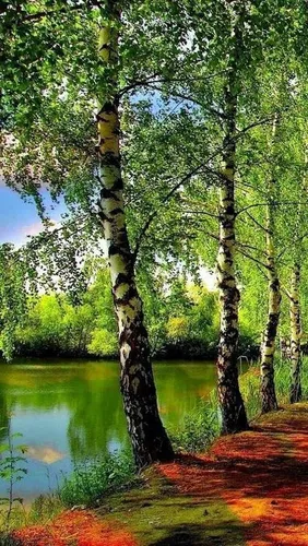 Природа Картинки озеро с деревьями вокруг него