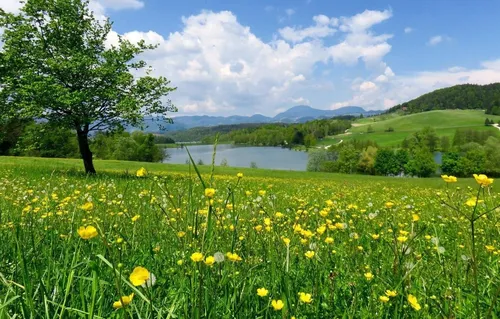 Природа Картинки травянистое поле с водоемом на заднем плане
