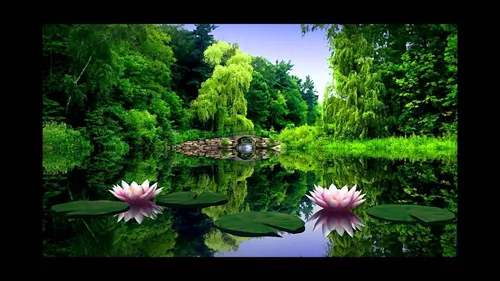 Природа Картинки пруд с лилиями и кувшинками