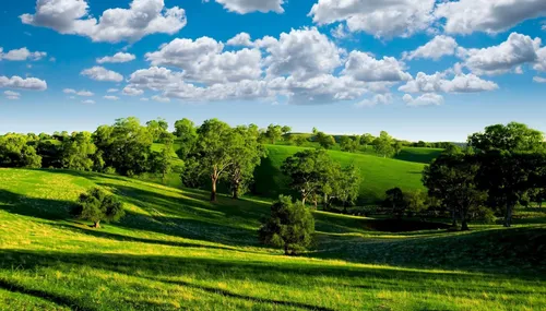 Природа Картинки большое зеленое поле с деревьями