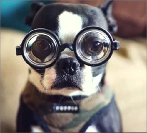 Смешные На Аву Картинки собака в очках