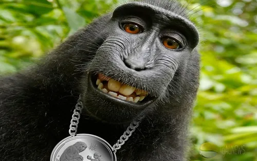 Смешные На Аву Картинки обезьяна с цепью на шее