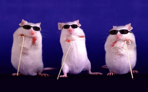 Смешные На Аву Картинки группа кошек в солнцезащитных очках