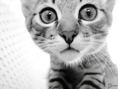 Смешные На Аву Картинки кошка с широкими глазами