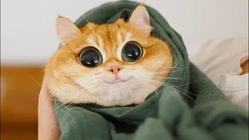 Смешные На Аву Картинки кошка в свитере
