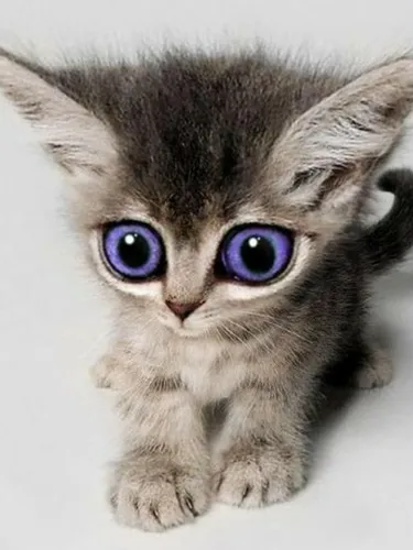 Смешные На Аву Картинки кот с голубыми глазами