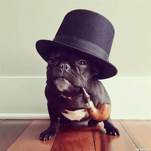 Смешные На Аву Картинки собака в шляпе