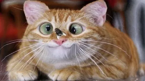 Смешные На Аву Картинки кошка с зелеными глазами