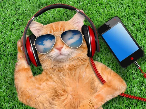 Смешные На Аву Картинки кошка в наушниках и телефон на голове