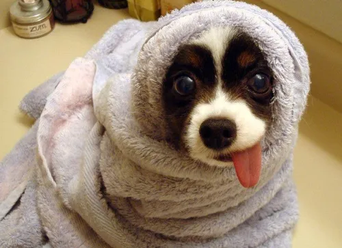 Смешные На Аву Картинки собака, завернутая в полотенце