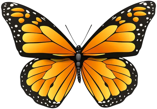 Бабочки Картинки бабочка с крыльями