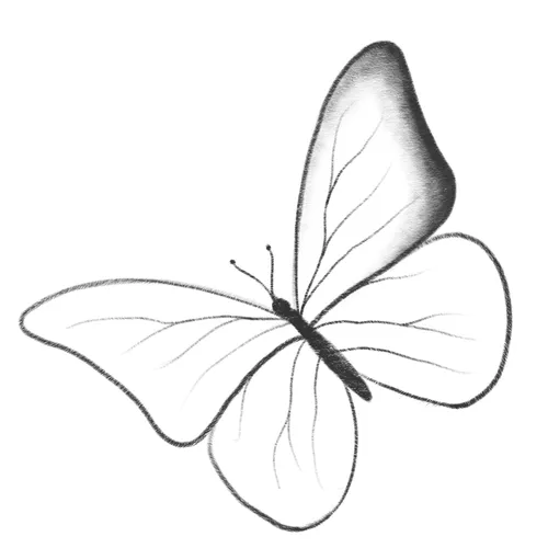 Бабочки Картинки черно-белый рисунок бабочки