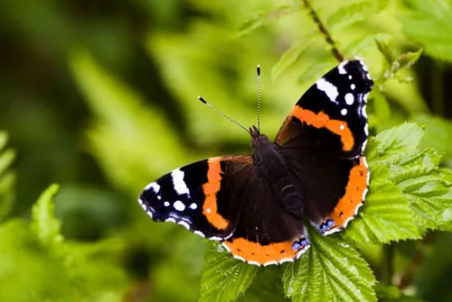 Бабочки Картинки бабочка на листе