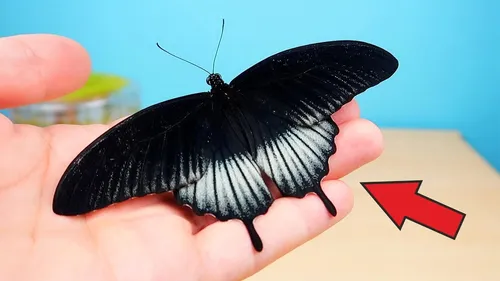 Бабочки Картинки человек, держащий черно-белую бабочку