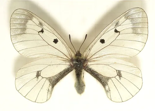 Бабочки Картинки бабочка крупным планом